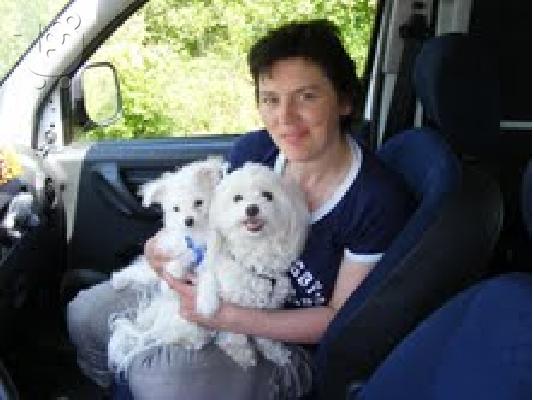 PoulaTo: TWO LOVELY MALTESE FOR ADOPTION